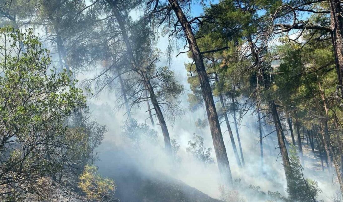Bursa’nın Büyükorhan ilçesinde otluk alanda başlayarak ormanlık alana sıçrayan yangın,