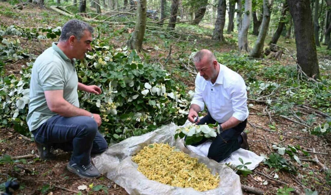 Karacabey’de ıhlamur hasadı kırsal ekonomiye can katıyor Türkiye’nin önemli doğal ıhlamur üretim merkezlerinden biri olan Karacabey’de hasat