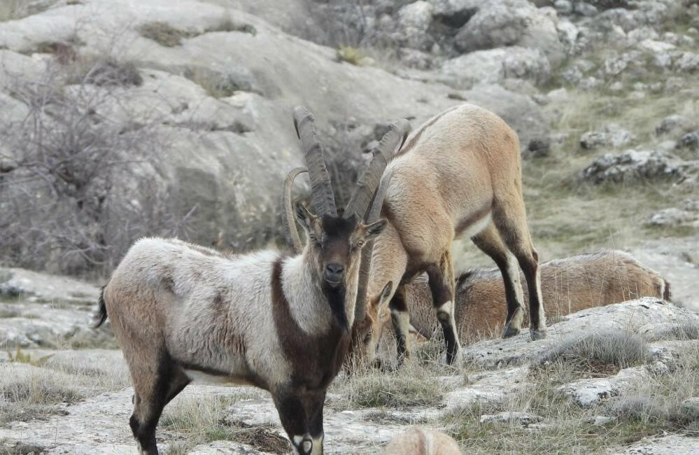 Tarım ve Orman Bakanlığı Doğa Koruma ve Milli Parklar (DKMP)