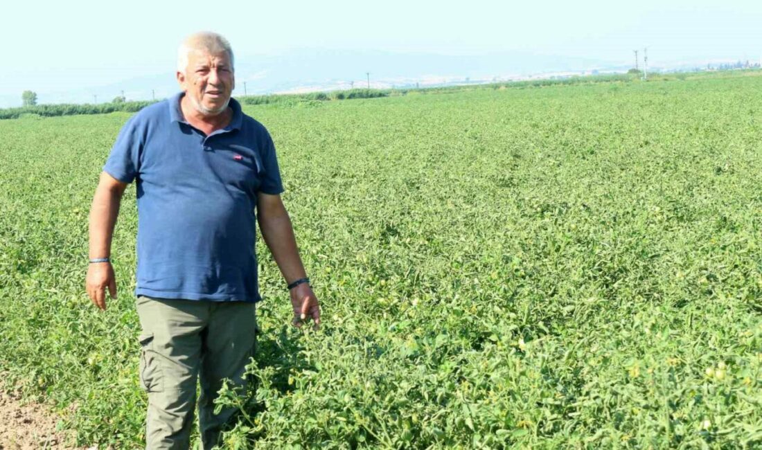 Karacabey Ziraat Odası Başkan Yardımcısı Ramazan Düzen, 2018 yılından bu