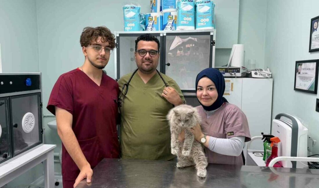 Bursa’da kısırlaştırılmak üzere veteriner kliniğine getirilen sokak kedisi, operasyon öncesinde