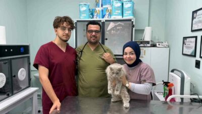 Bursa’da kısırlaştırılmak üzere veteriner kliniğine getirilen sokak kedisi, operasyon öncesinde