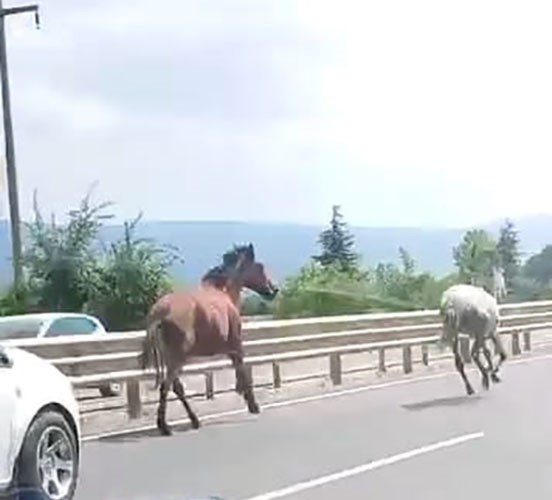 Başıboş atlar trafikte araçlarla yarıştı Bursa’nın İnegöl ilçesi Bursa-Ankara karayolu üzerinde başıboş iki at, yoğun