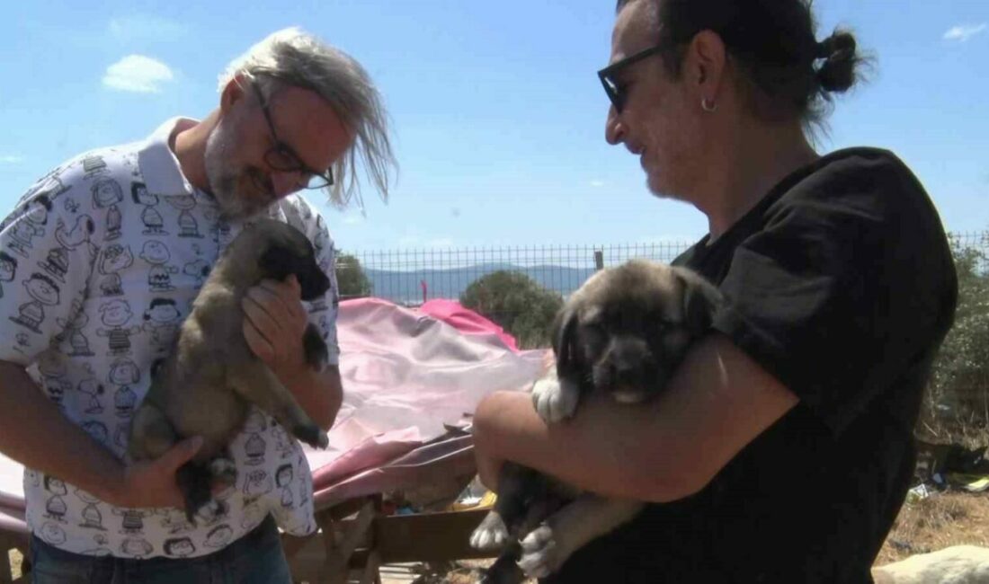 Bursa’nın Nilüfer ilçesine bağlı Gölyazı’da birkaç sokak köpeğinin beslenmesiyle başlayan