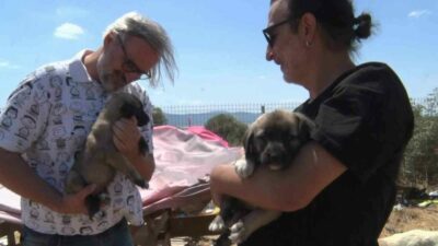 Bursa’nın Nilüfer ilçesine bağlı Gölyazı’da birkaç sokak köpeğinin beslenmesiyle başlayan