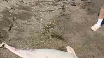 Bursa’nın Karacabey Boğazı’nda son günlerde aralıklarla yaşanan yunus ölümleri, bölge