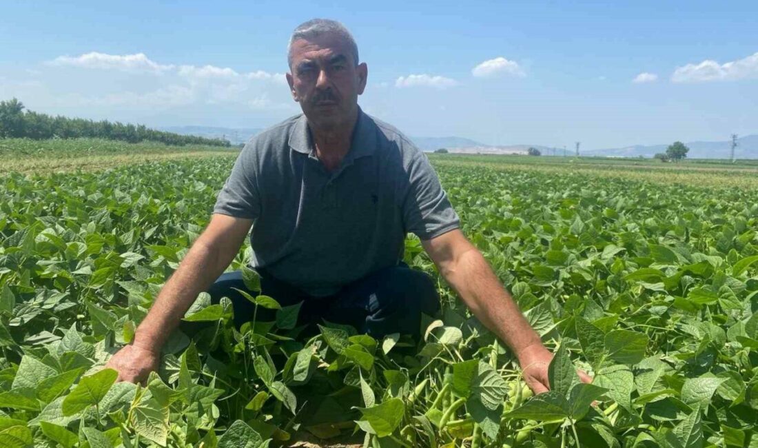 Bu köyde çiftçi sadece tarlasını hazırlıyor, gerisini kooperatif yapıyor Bursa’da faaliyet gösteren bir tarımsal kalkınma kooperatifi, çiftçiye tohumdan hasada
