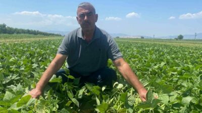 Bursa’da faaliyet gösteren bir tarımsal kalkınma kooperatifi, çiftçiye tohumdan hasada