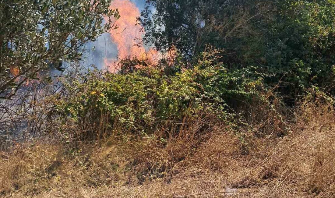 Bursa’nın Osmangazi ve Karacabey ilçelerinde çıkan iki ayrı ot yangını