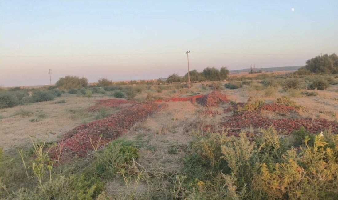 Dökülen domateslerin çürük olduğu ortaya çıktı Sosyal medyada domateslerin bazı salça fabrikalarınca kabul edilmediği ve ürünlerin