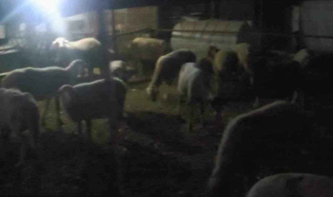 Firar eden 50 koyun jandarmanın dronu ile bulundu Bursa’nın İnegöl ilçesinde ağıldan çıkarak kaybolan 50 küçükbaş hayvan, İnegöl