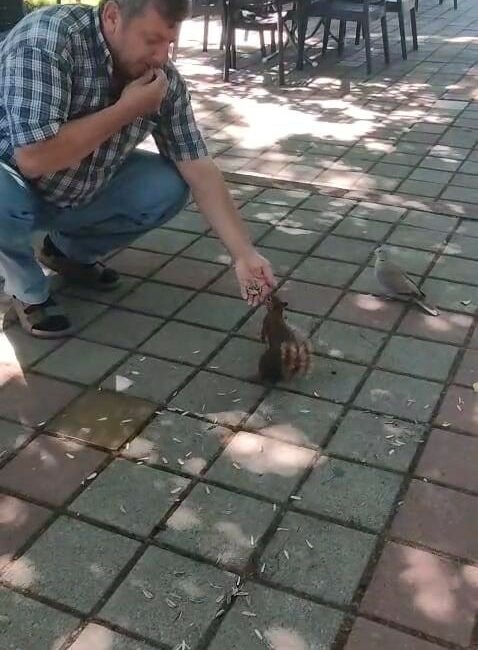 İnegöl’de sincap ve kumruyu elleriyle besledi Bursa’nın İnegöl ilçesinde çay bahçesine gelen sincap ve kumru, vatandaşın