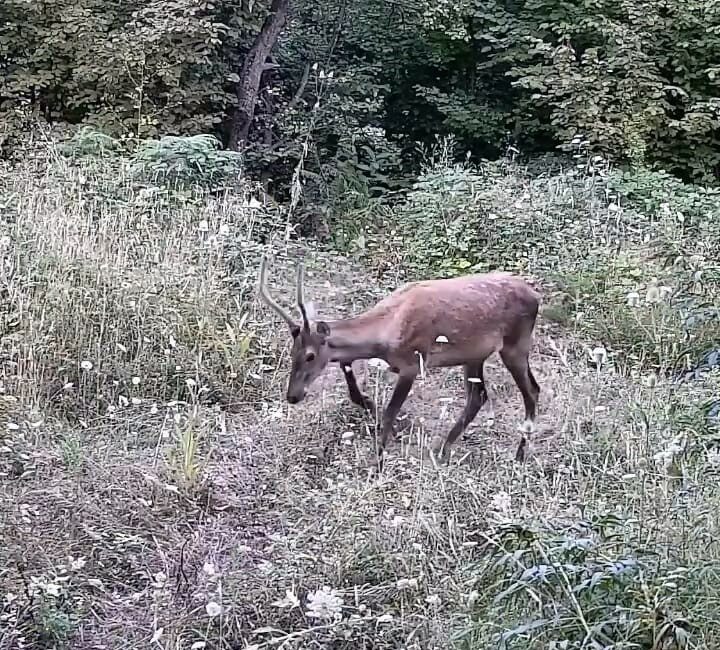 İnegöl’de yaban hayatı fotokapana takıldı Bursa’nın İnegöl ilçe kırsalına kurulan fotokapana ayı ve 2 yavrusu,