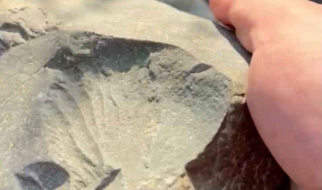 İznik Gölü kıyısında 70 milyon yıllık fosil bulundu TMMOB Jeoloji Mühendisleri Odası Güney Marmara Şube Başkanı Mehmet Yıldız,