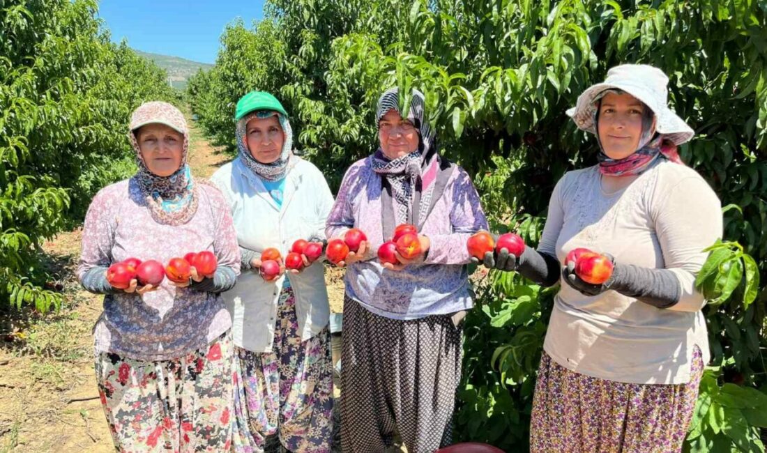 İznikli nektarin üreticisinden fiyat tepkisi Tarihi ve turizmiyle olduğu kadar verimli tarım arazileriyle de öne