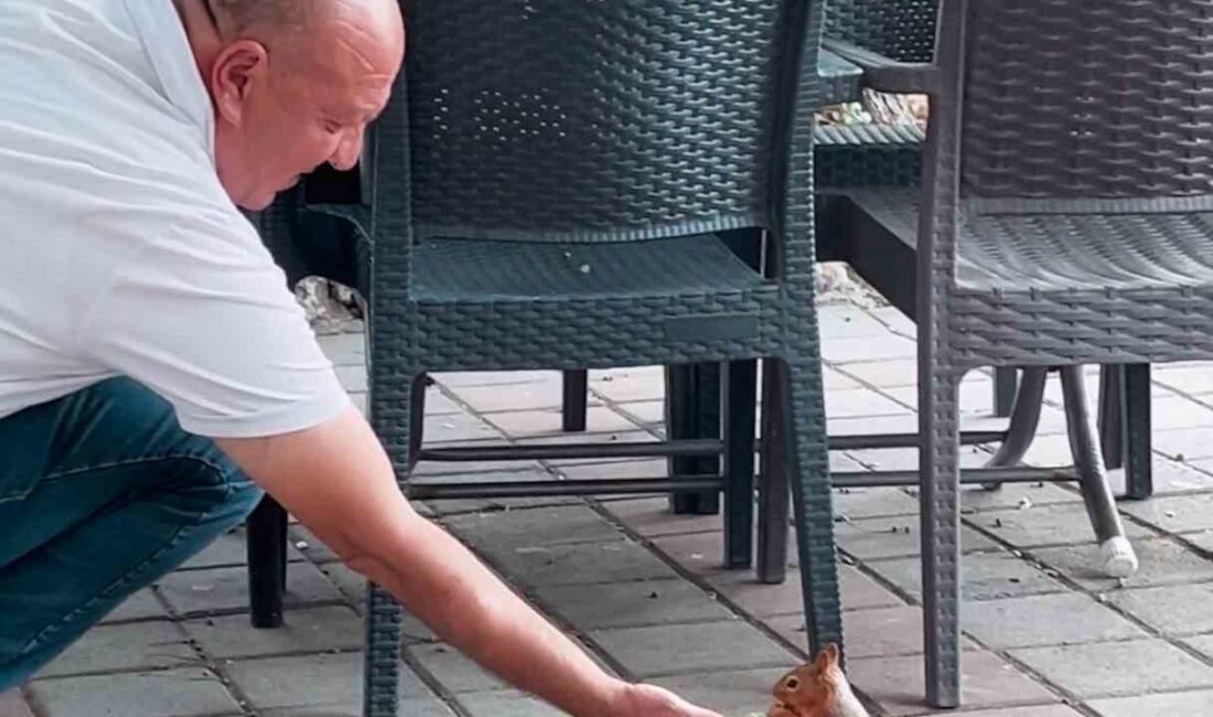 Kahvehaneye gelen sincabı elleriyle besledi Bursa’nın İnegöl ilçesinde bir çay bahçesine gelen sincap, vatandaşların ilgisini