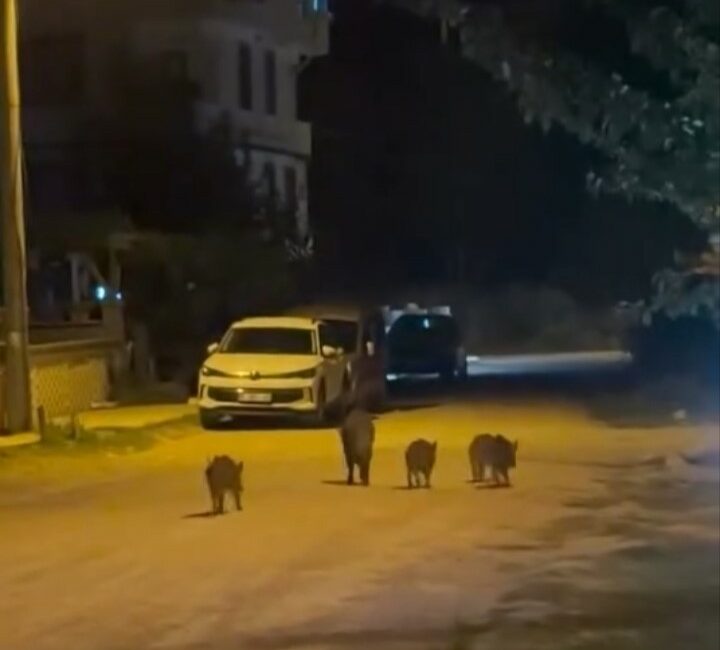 Karacabey’de yaban domuzları yerleşim alanına indi Bursa’nın Karacabey ilçesinde yerleşim alanına giren yaban domuzları, vatandaşların hayretli