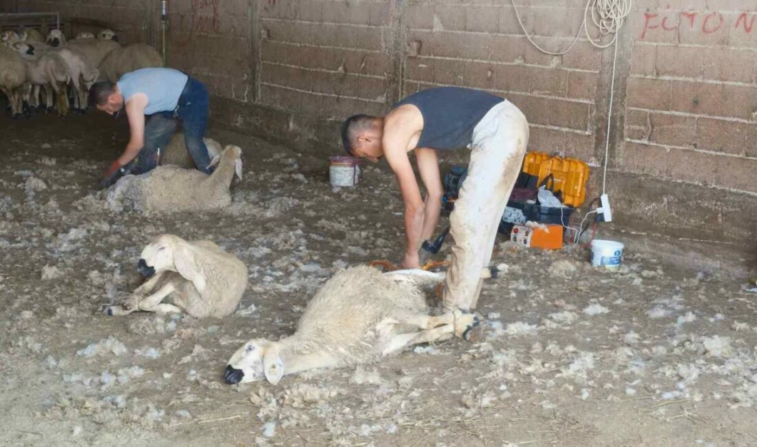 Küçükbaş hayvancılıkta yaz aylarının gelmesiyle başlayan kırkım sezonu, uygulayıcılarına adeta