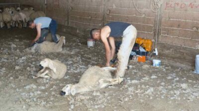 Küçükbaş hayvancılıkta yaz aylarının gelmesiyle başlayan kırkım sezonu, uygulayıcılarına adeta