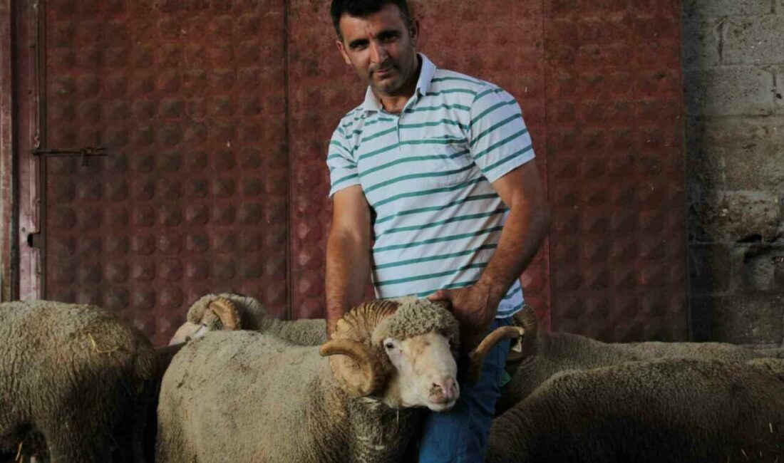 Milyonluk yerli koçun erkek üçüz yavrusu oldu Balıkesir’in Bandırma ilçesindeki Bandırma Koyunculuk Araştırma Enstitüsü bünyesinde gerçekleştirilen açık