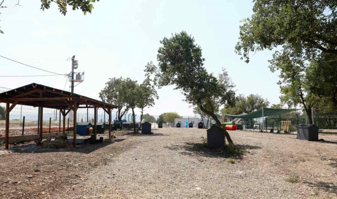 Nilüfer’de sahipsiz hayvanlar için yeni yuva Nilüfer Belediyesi, Karacaoba Mahallesi’nde 49 bin 500 metrekarelik alanda hizmet