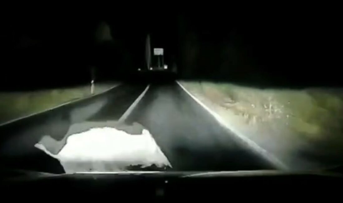Otomobil domuza çarptı; çarpma anı araç kamerasında Bursa’nın Orhangazi ilçesinde İznik Güney yolu üzerinde Sölöz Mahallesi yakınlarında