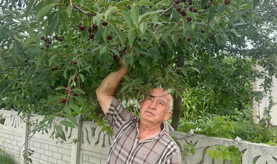 Stokların azlığı ve yüksek aroma tercihi Sultandağı vişnesini değerli yaptı Türkiye’nin önemli kiraz ve vişne üretim merkezlerinden Sultandağı-Akşehir havzasında vişne