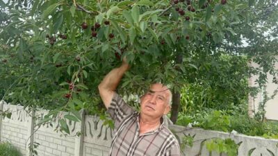 Türkiye’nin önemli kiraz ve vişne üretim merkezlerinden Sultandağı-Akşehir havzasında vişne