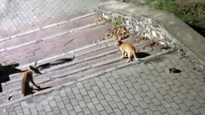 Bursa’nın Kestel ilçesi AVP Mahallesi Şehitler Parkı’nda ilginç bir doğa