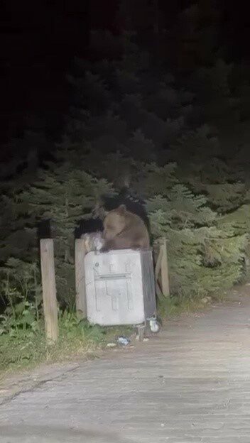 Uludağ’da aç kalan ayı çöpten yemek aradı Türkiye’nin önemli turizm merkezlerinden Uludağ Milli Parklar bölgesinde aç kalan