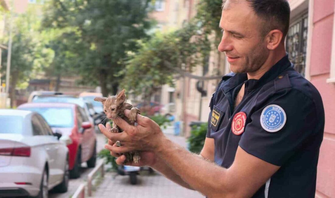 Yağmur suyu giderine sıkışan kediyi itfaiye kurtardı Bursa’nın İnegöl ilçesinde apartmanın yağmur suyu gider borusuna sıkışan yavru