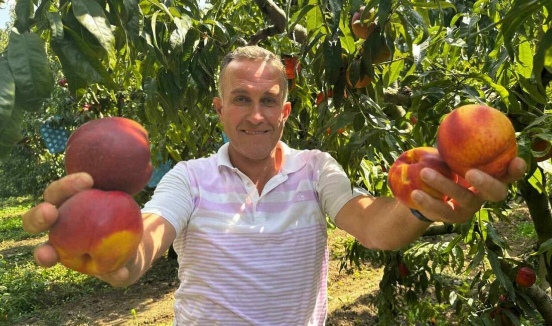 Ağustosta tarlada 10 liraya kadar düşmüştü, dalında 40 lirayı gördü Türkiye’nin şeftali ve nektarin üretiminde önde gelen merkezlerinden Bursa’nın Gürsu