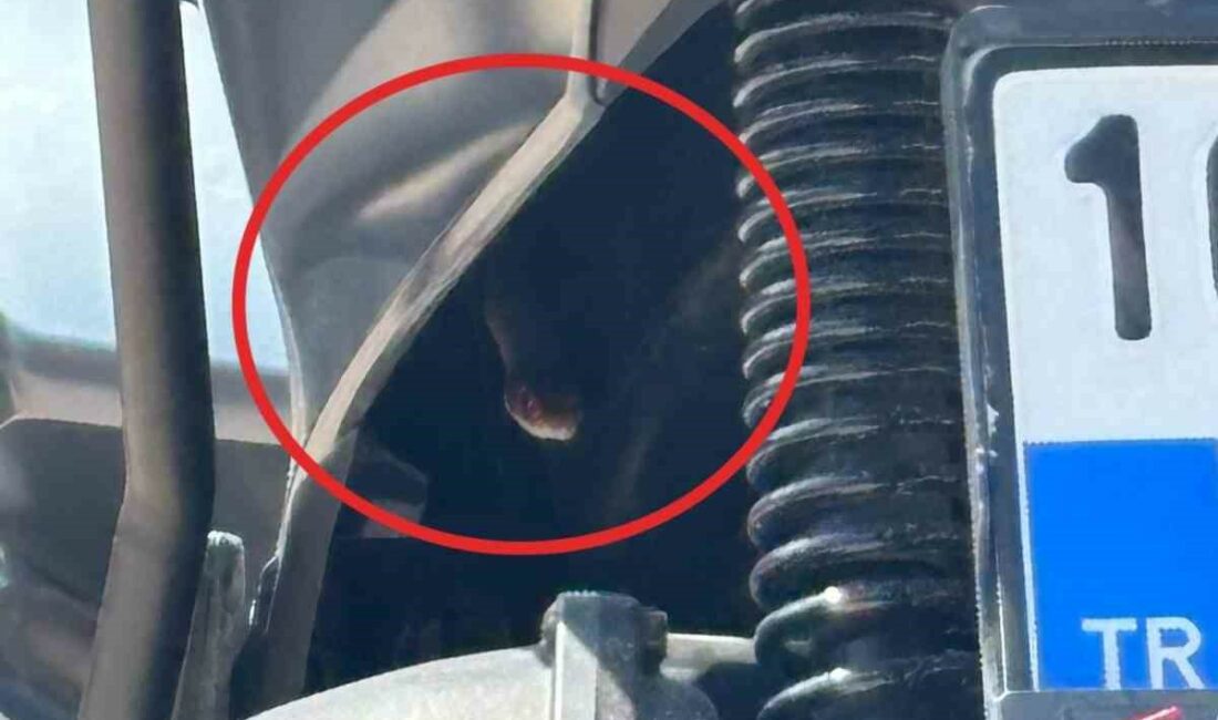 Bursa’da motosikletten çıkan yılan şoke etti Bursa’nın İnegöl ilçesinde motosikletin içerisinden çıkan yılan, sürücüye korku dolu