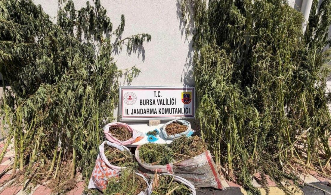 Bursa’da uyuşturucu operasyonu: 22 kilo 675 gram esrar ele geçirildi Bursa’nın Karacabey ilçesinde jandarma ekipleri tarafından düzenlenen uyuşturucu operasyonunda 22