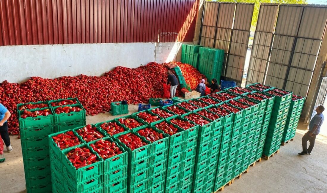 Kapya biber de bolluk fiyatları düşürdü Türkiye’nin önemli tarım merkezlerinden Bursa’nın Yenişehir ilçesinde hasatına başlanan kapya