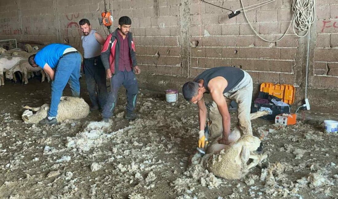 Milyonlarca lira değerindeki yapağının ekonomiye kazandırılması için tesis çağrısı Bursa İli Damızlık Koyun ve Keçi Yetiştiricileri Birliği Başkanı Yıldırım