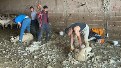 Bursa İli Damızlık Koyun ve Keçi Yetiştiricileri Birliği Başkanı Yıldırım