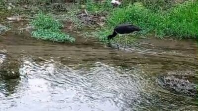 Bursa’nın İnegöl ilçesinde nadir görülen kara leylek, dere kenarında beslenirken