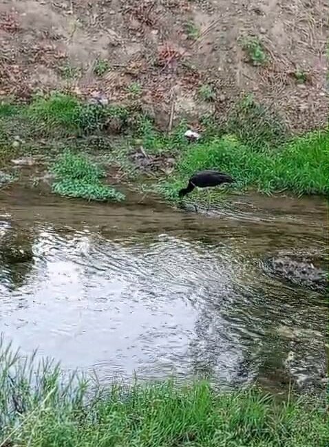 Nadir görülen kara leylek, beslenirken görüntülendi Bursa’nın İnegöl ilçesinde nadir görülen kara leylek, dere kenarında beslenirken