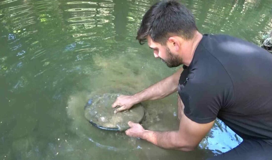 Türkiye’de altın çok arayan yok…Derelerde her gün 5 gram altın çıkarıyorlar Bursa’da çocukluk merakıyla başladığı doğada altın arama işini profesyonel mesleğe