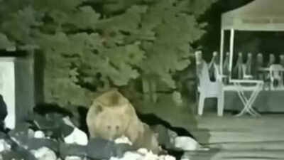 Uludağ’ın Sarıalan bölgesinde yiyecek arayan ayı, çöp konteynerini karıştırarak karnını