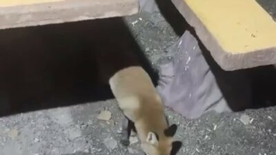 Bursa’nın önemli turizm merkezlerinden Uludağ’da yiyecek arayan bir tilki, vatandaşların
