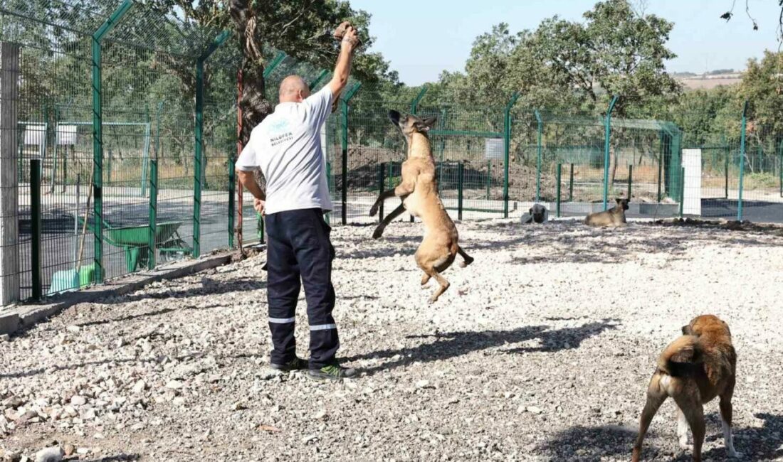 Umut yeni yuvasına kavuştu Nilüfer Belediyesi Umut Ağacı Sahipsiz Hayvanlar Doğal Yaşam ve Sahiplendirme