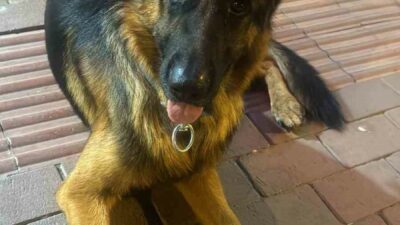 Bursa’nın İznik ilçesinde 3 yaşındaki Alman Kurdu kayboldu. Köpeğin sahibi