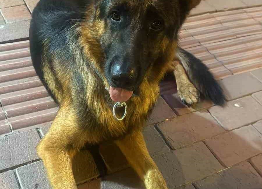 3 yaşındaki Alman Kurdu kayboldu…Bulana ödül verilecek Bursa’nın İznik ilçesinde 3 yaşındaki Alman Kurdu kayboldu. Köpeğin sahibi