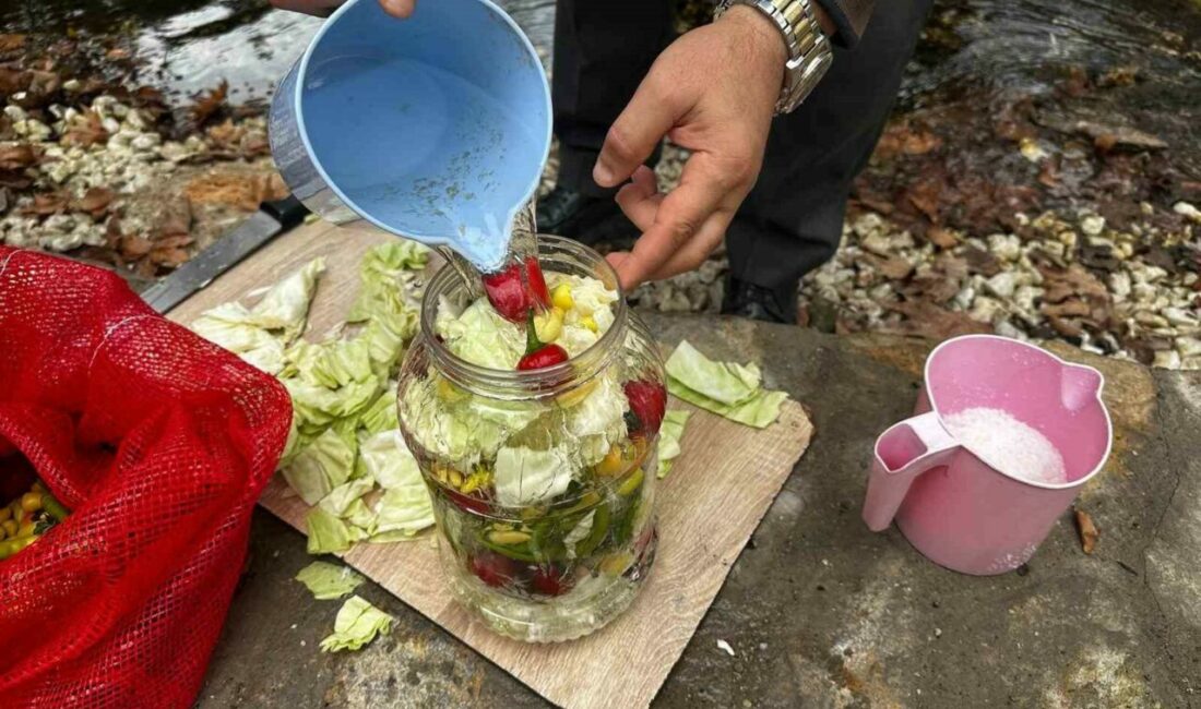 40 bin ton turşunun ardındaki 700 yıllık sır: Pınarbaşı suyu Bursa’nın Orhangazi ilçesine bağlı Gedelek Mahallesi, 600-700 yıllık anıt çınarların