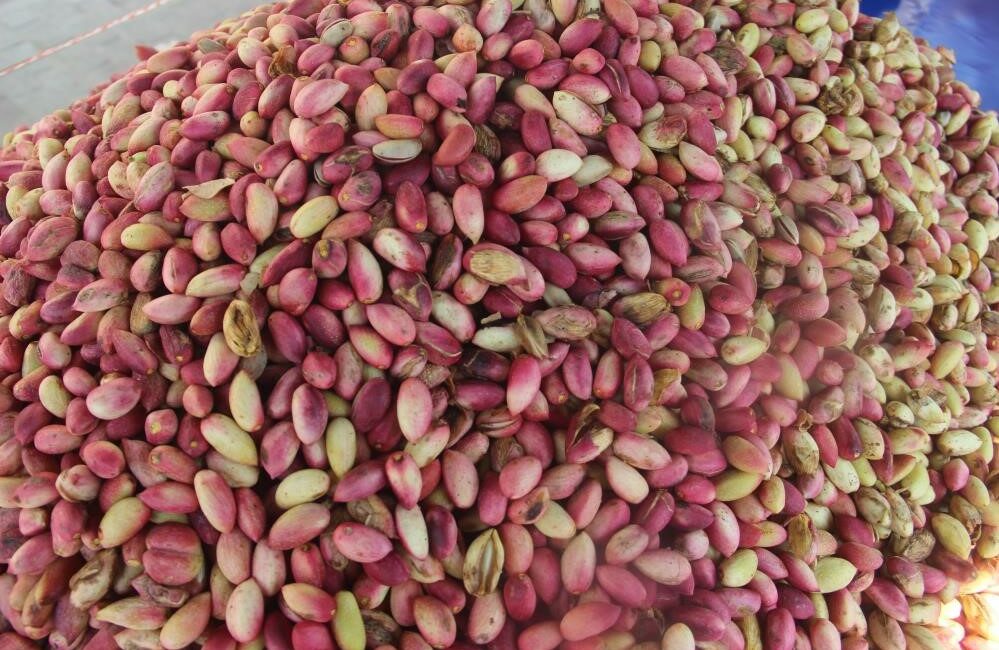 ABD’ye göre Türkiye’de fıstık üretiminde geçen yılki donun etkisi sürüyor ABD Tarım Bakanlığı (USDA) Dış Tarım Servisi (FAS) tarafından yayınlanan