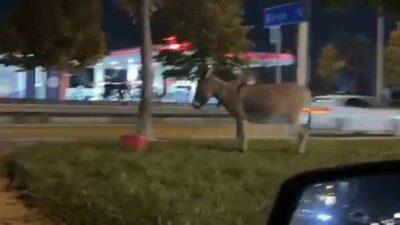 Bursa’da İzmir Yolu Caddesi’nde kimliği henüz belirlenemeyen bir kişi, eşeğini