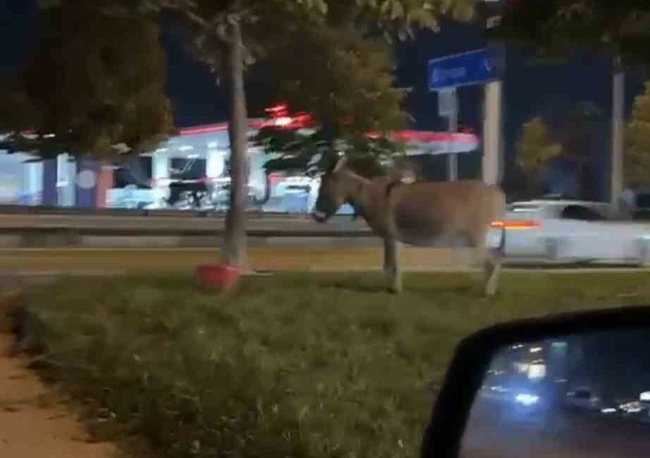 Ağaca bağlanan eşek dikkat çekti Bursa’da İzmir Yolu Caddesi’nde kimliği henüz belirlenemeyen bir kişi, eşeğini