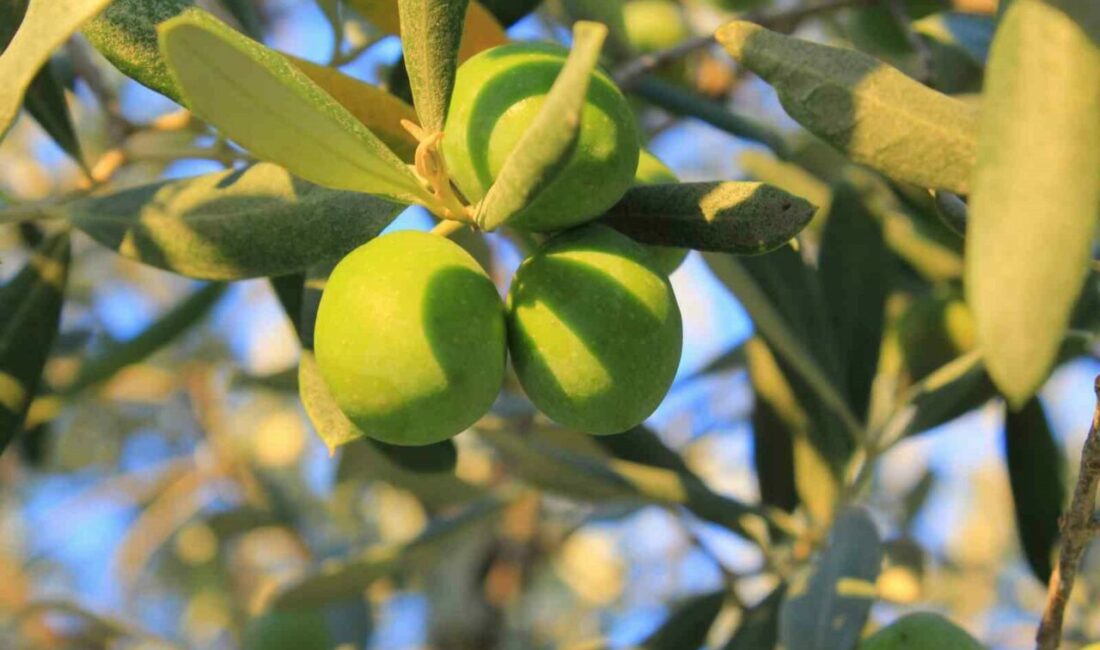 Bursa’da 1 kilogram yağlık zeytinin maliyeti belli oldu Gemlik Ziraat Odası, 2026 yılı hasat dönemi için hazırladığı zeytin